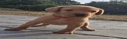 Labrador Retriever dogs for sale: Stunning Chunky KC Registered Red Labrador Puppies - Advert 19