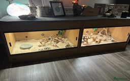 Snake reptiles for sale: Female Western Hognose cb20 in Salisbury - Image 5