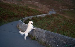 Golden Retriever dogs for stud: Fully health tested therapy dog  - Image 37
