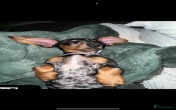 Miniature Dachshund dogs for sale: 2 year old girl  - Image 6