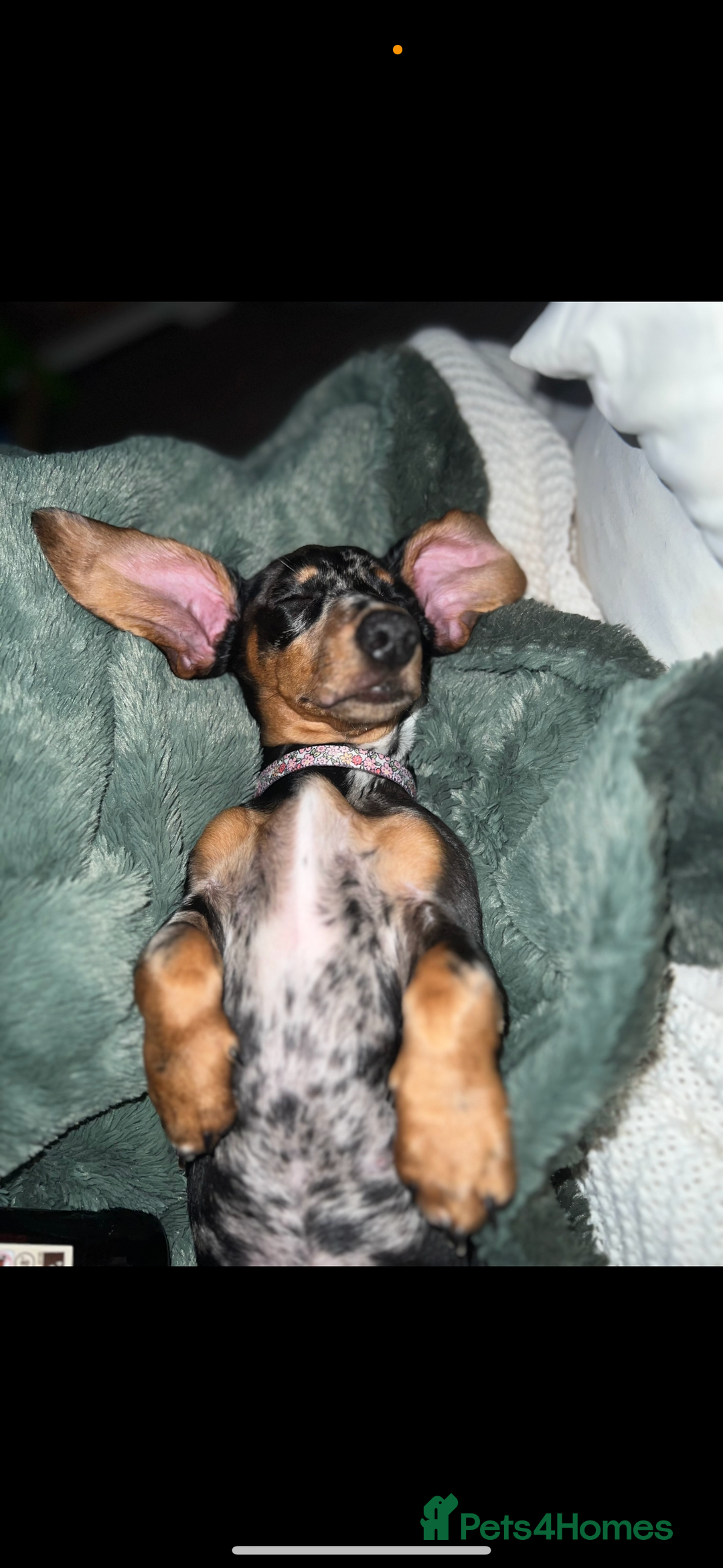 Miniature Dachshund dogs for sale: 2 year old girl  - Image 6