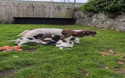 English Springer Spaniel dogs for sale: English Springer Spaniel pups for sale - Image 8