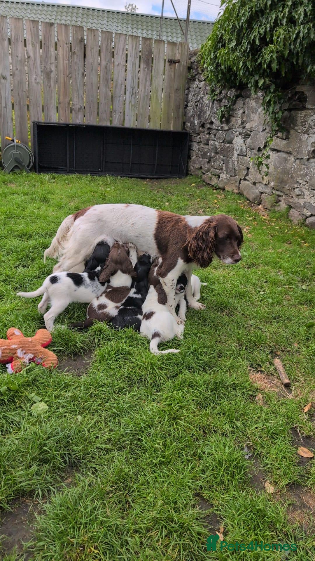 English Springer Spaniel dogs for sale: English Springer Spaniel pups for sale - Image 8