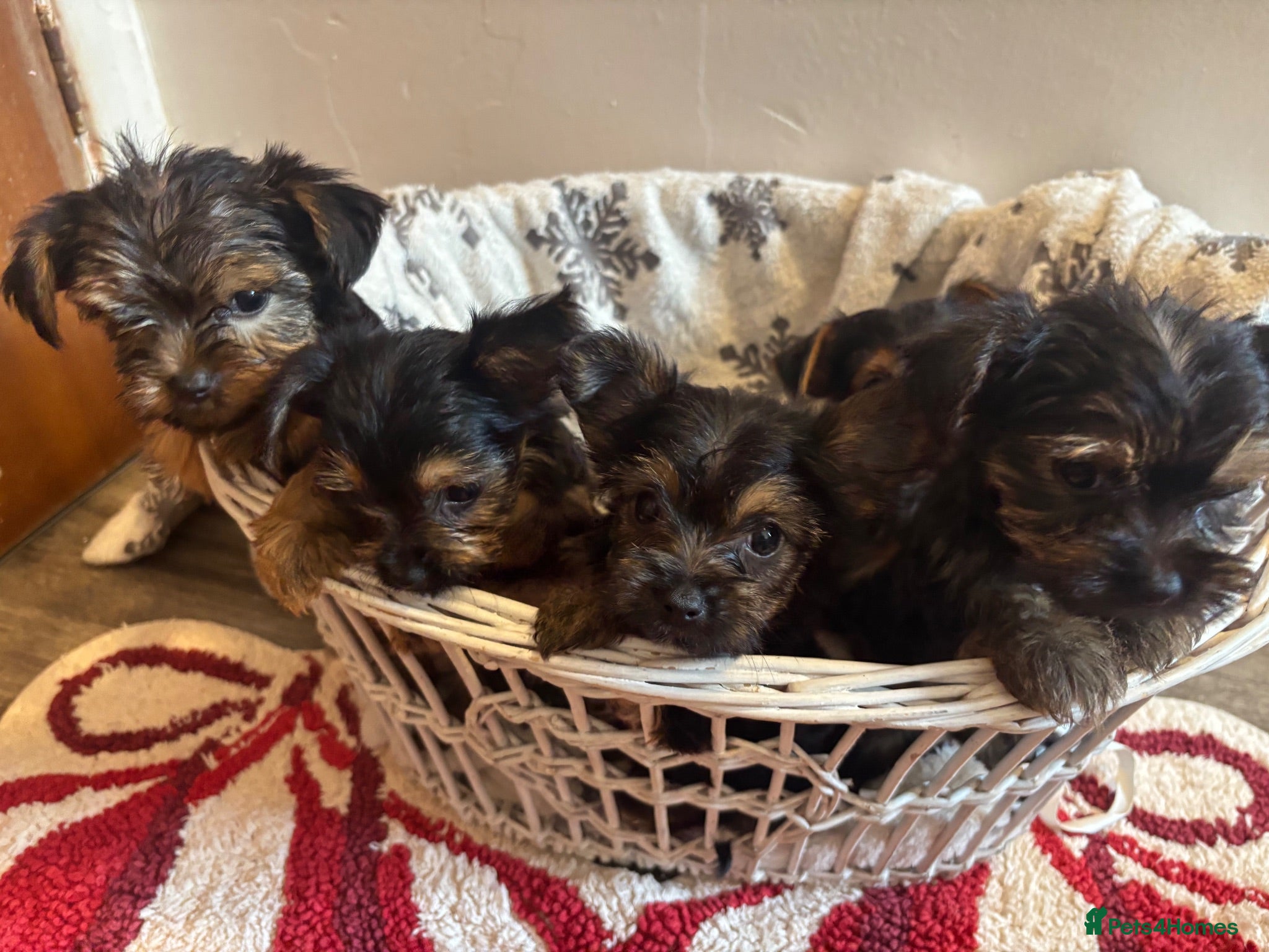Yorkshire Terrier dogs 5 Yorkshire terrier puppies for sale  - Advert 9