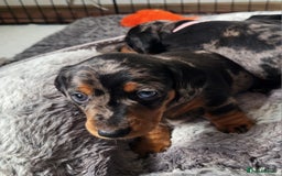 Miniature Dachshund dogs for sale: Miniature Dachshund puppies  - Image 8