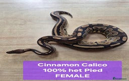 Python Snake reptiles for sale: Selling our six Royal pythons  - Image 4