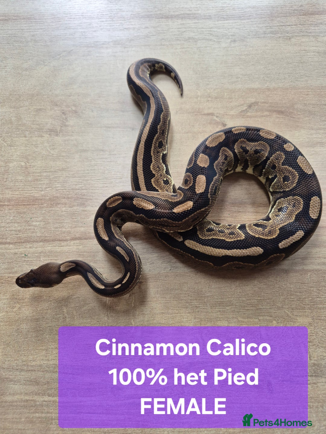 Python Snake reptiles for sale: Selling our six Royal pythons  - Image 4