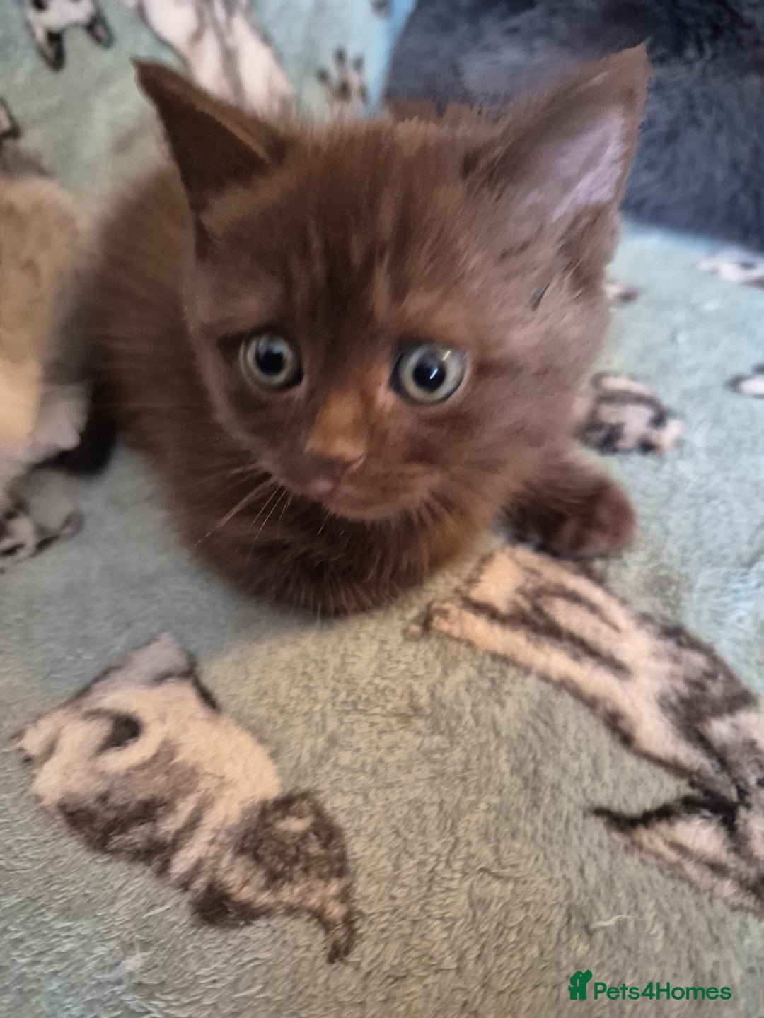 Selkirk Rex cats for sale: Pedigree selkirk rex girls non curly - Advert 5