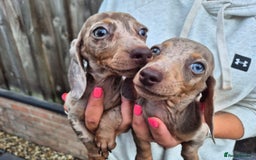 Miniature Dachshund dogs for sale: Miniature smooth haired dachshunds  - Image 2
