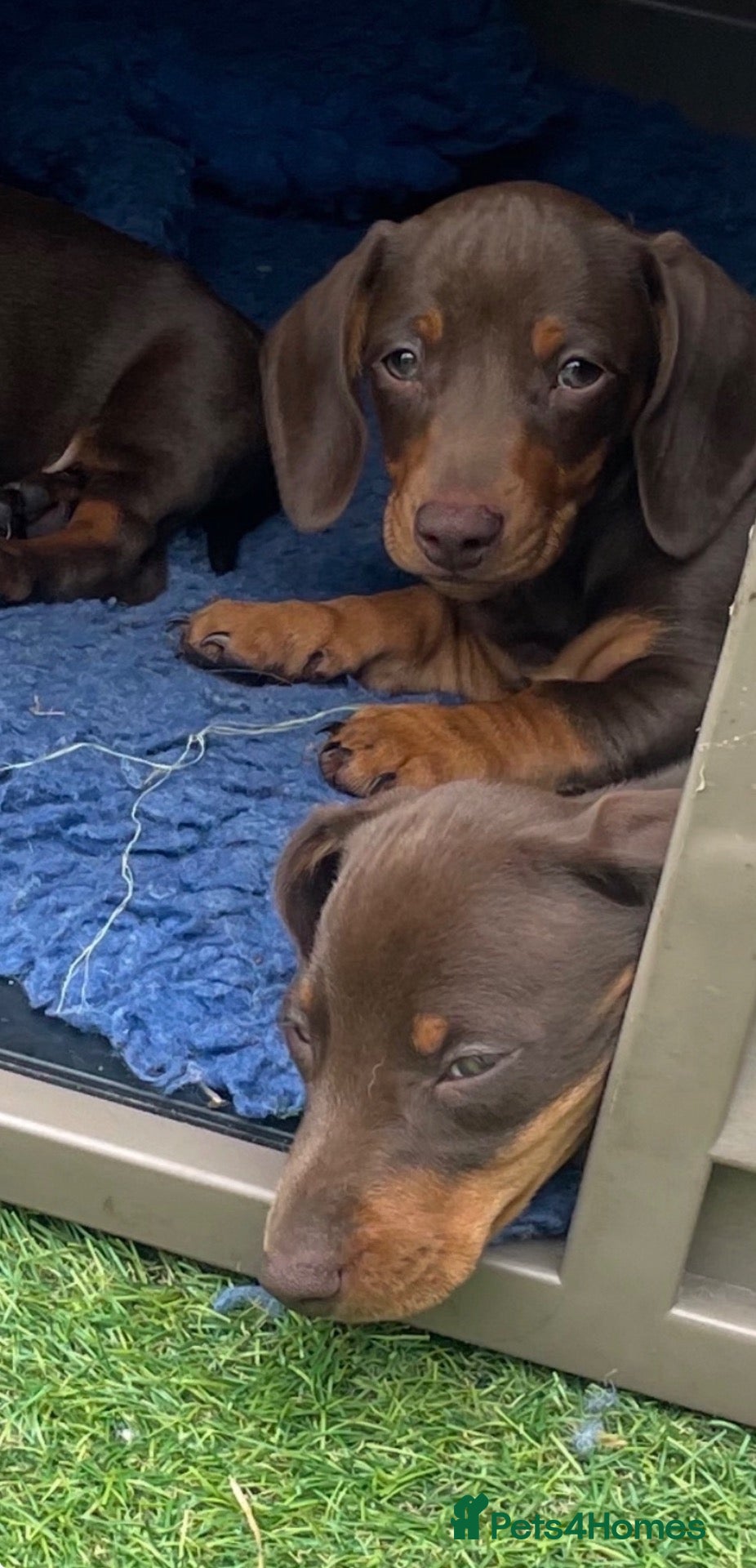 Miniature Dachshund dogs Mini dachshund puppies  - Advert 1