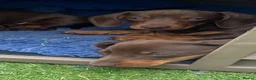 Miniature Dachshund dogs for sale: Mini dachshund puppies  - Advert 4