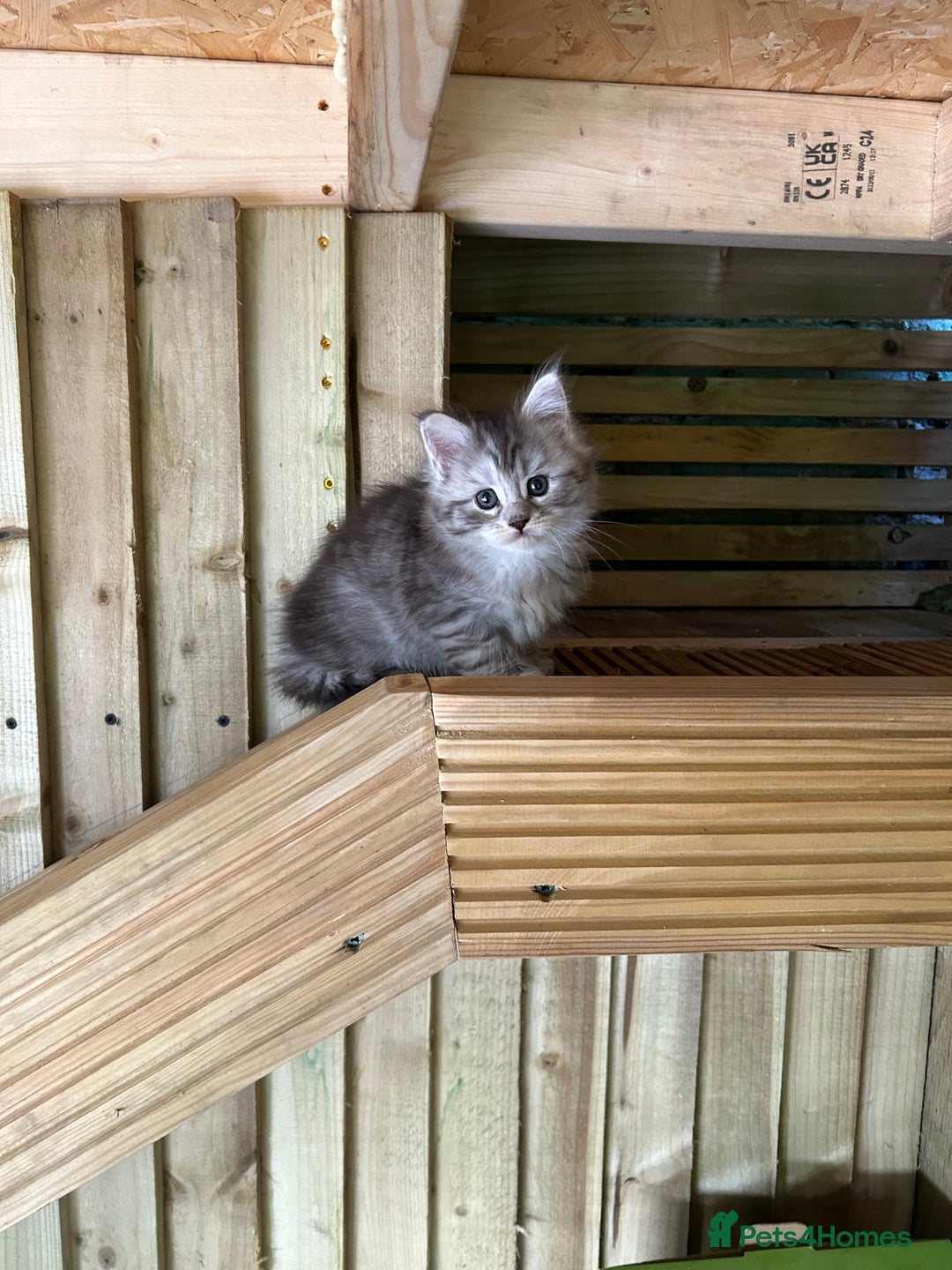 Maine Coon cats for sale: 🐾 Proven TICA  Maine Coon Queen – Black Smoke 🐾 - Image 18