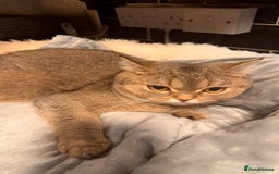 British Shorthair cats for sale: Female NY25 Golden Shaded British Shorthair Kitten in Birmingham - Image 5