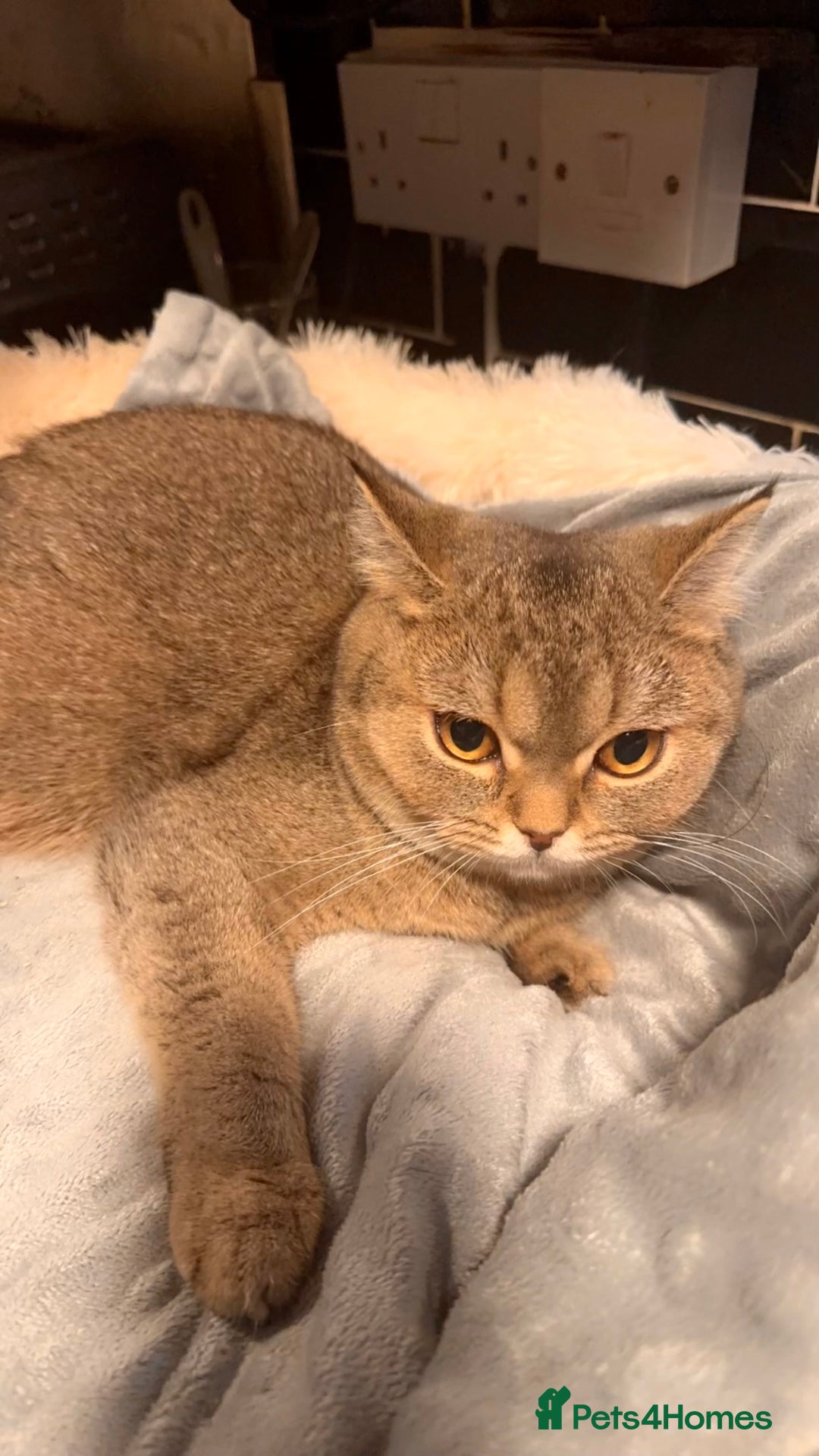 British Shorthair cats for sale: Female NY25 Golden Shaded British Shorthair Kitten in Birmingham - Image 5