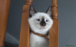 Ragamese cats for sale: Ragamese ragdoll siamese vaccinated, microchipped - Image 21