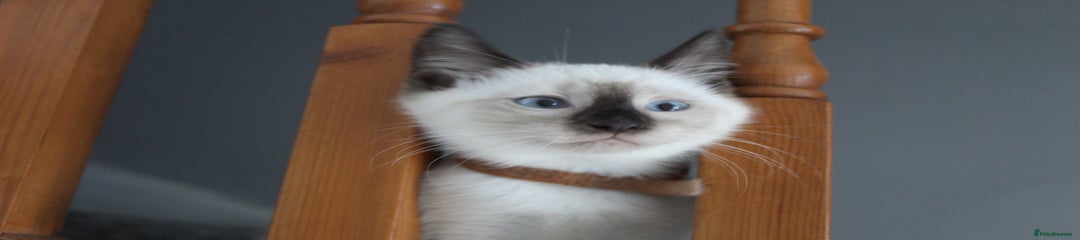 Ragamese Kitten 3