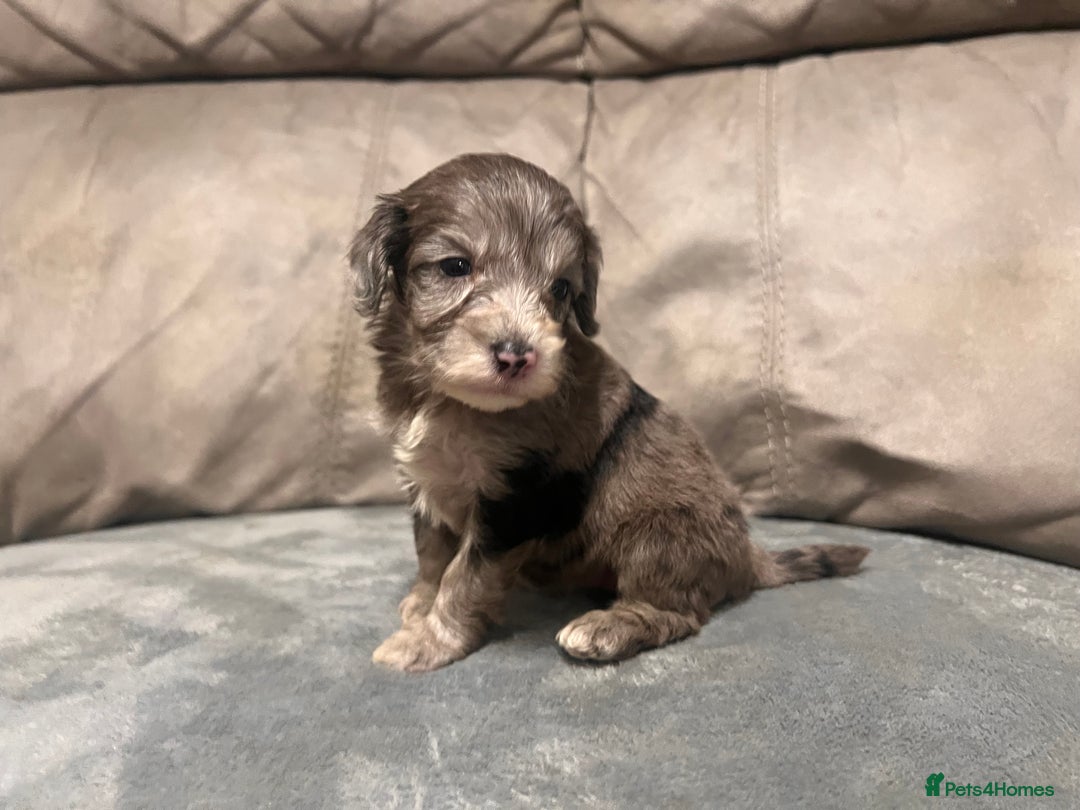 Cockapoo dogs for sale: 🐶F1 Cockerpoo Pups – Merle, Chocolate, Apricot 🐶 - Image 27