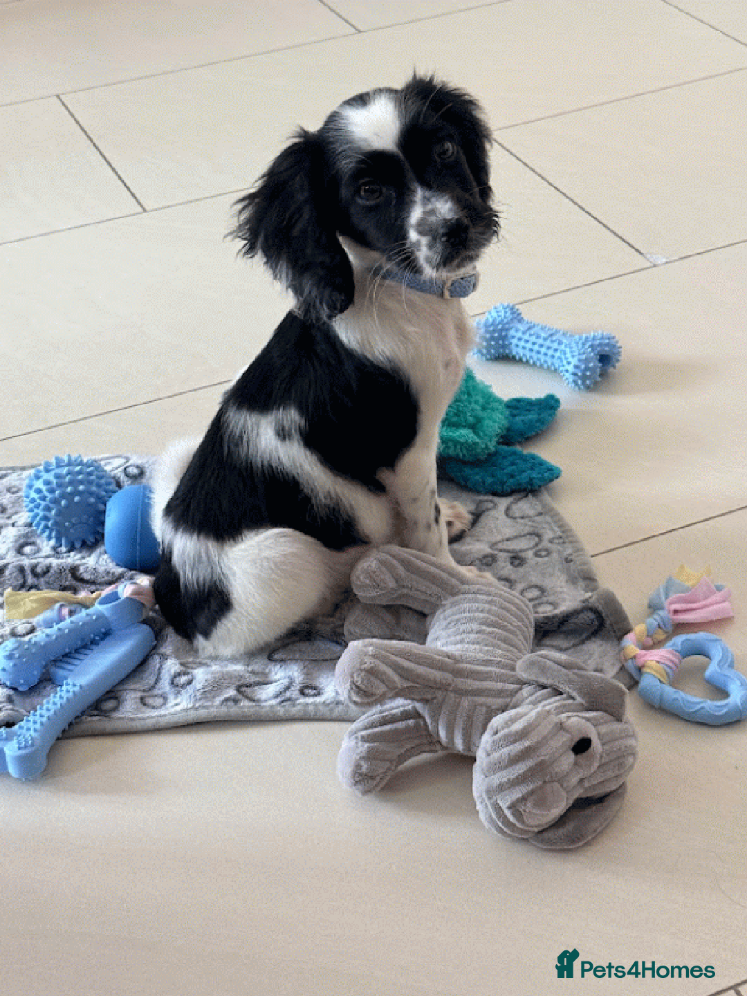 Cocker Spaniel dogs for sale: Black cocker spaniel 16  week old - Advert 2