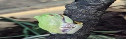 Frog reptiles for sale: Various frog species - Advert 2