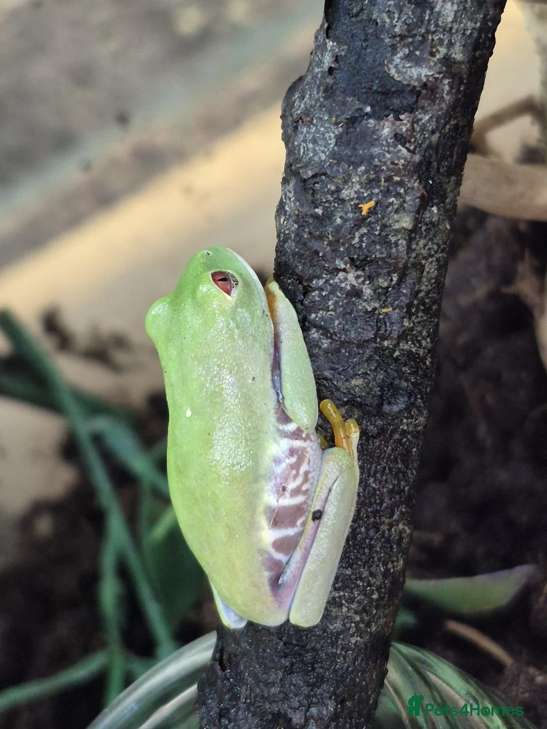 Frog reptiles for sale: Various frog species - Advert 2