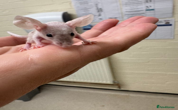 Mouse rodents - Advert 2