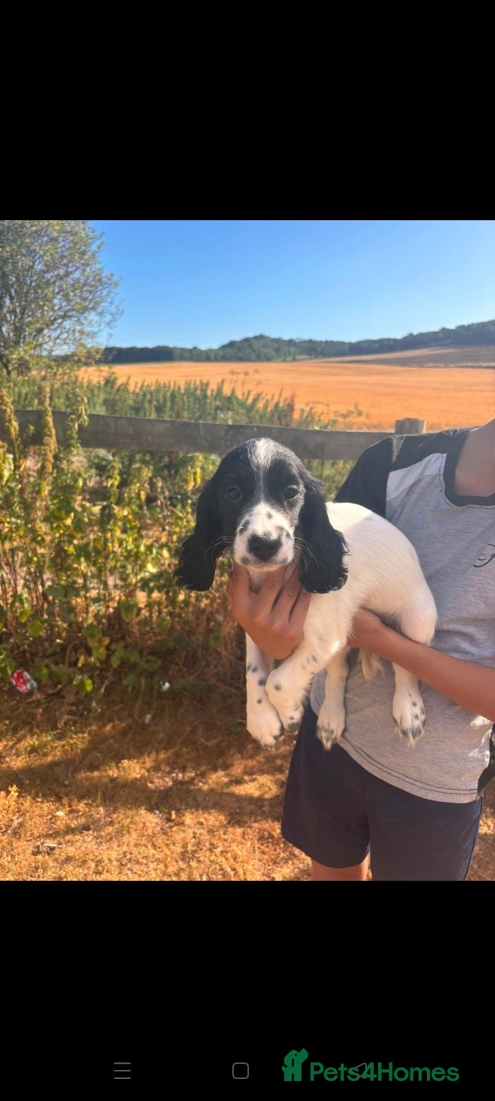 Cocker Spaniel dogs Beautiful cocker spaniel puppies  - Advert 1