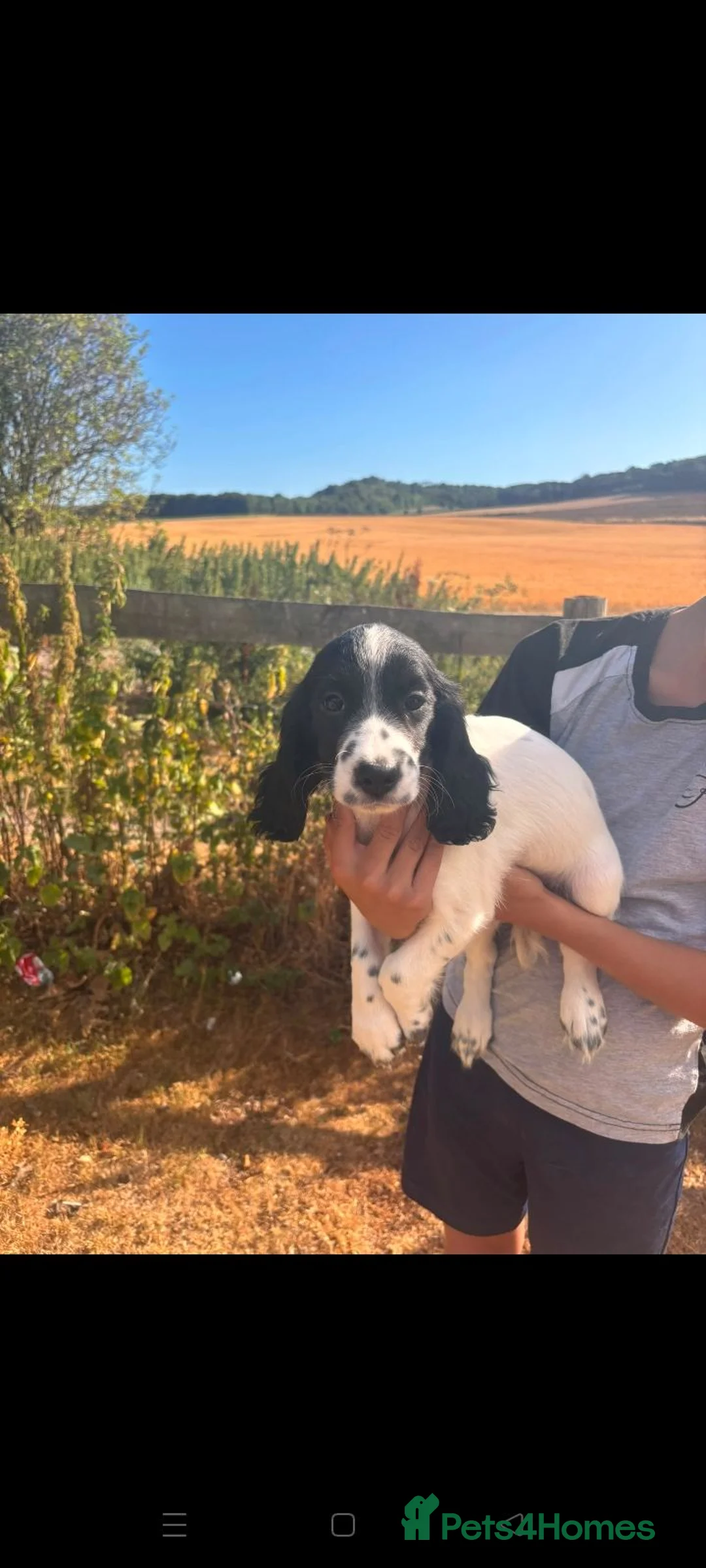 Cocker Spaniel dogs for sale: Beautiful cocker spaniel puppies  in Canterbury - Advert 1