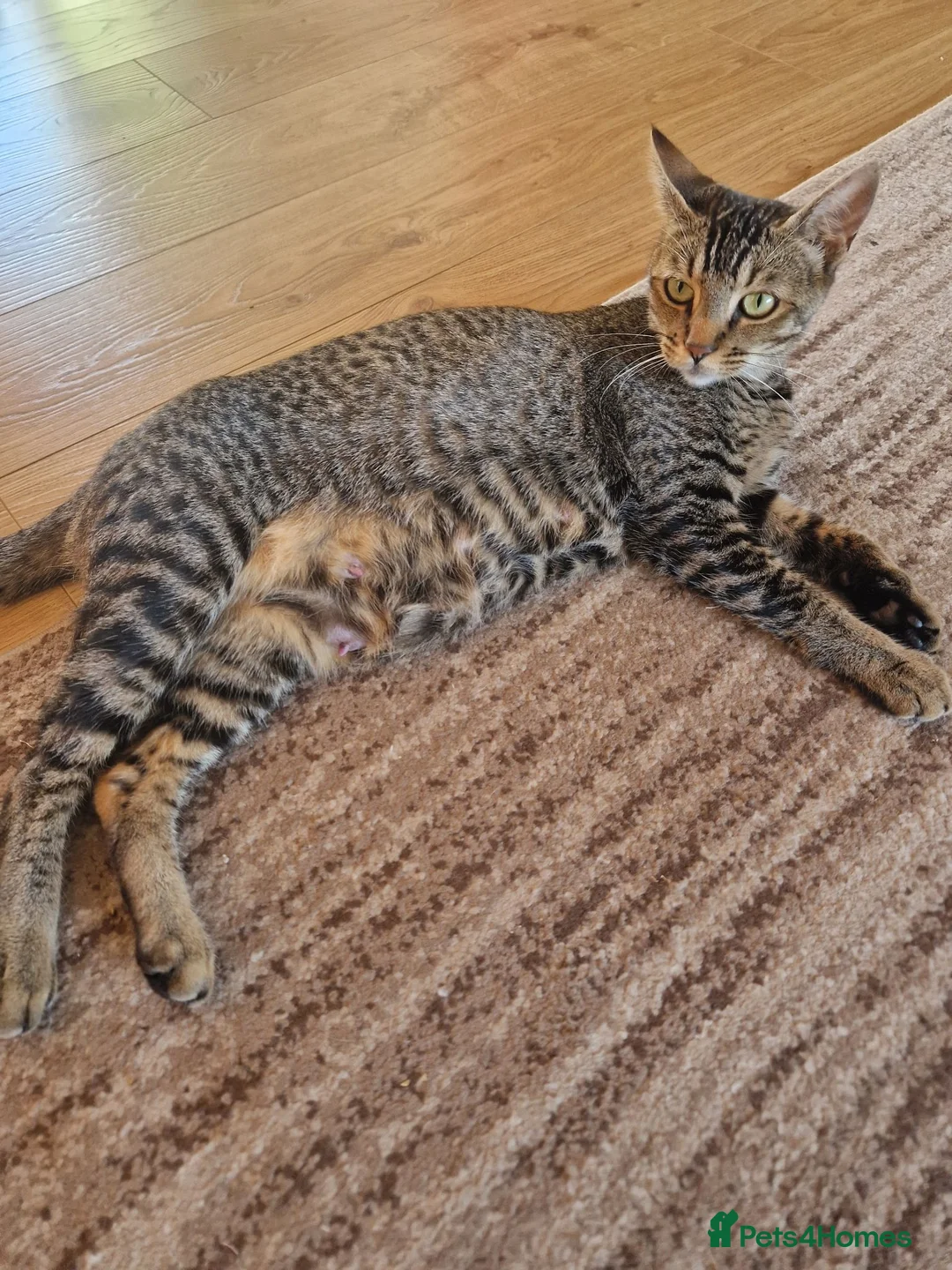 Domestic Shorthair cats for sale: Beautiful Domestic Shorthair Girl Kitten - Advert 5