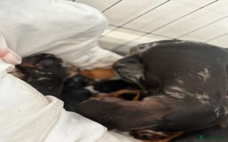 Miniature Dachshund dogs for sale: Minature dachshund puppies - Image 2
