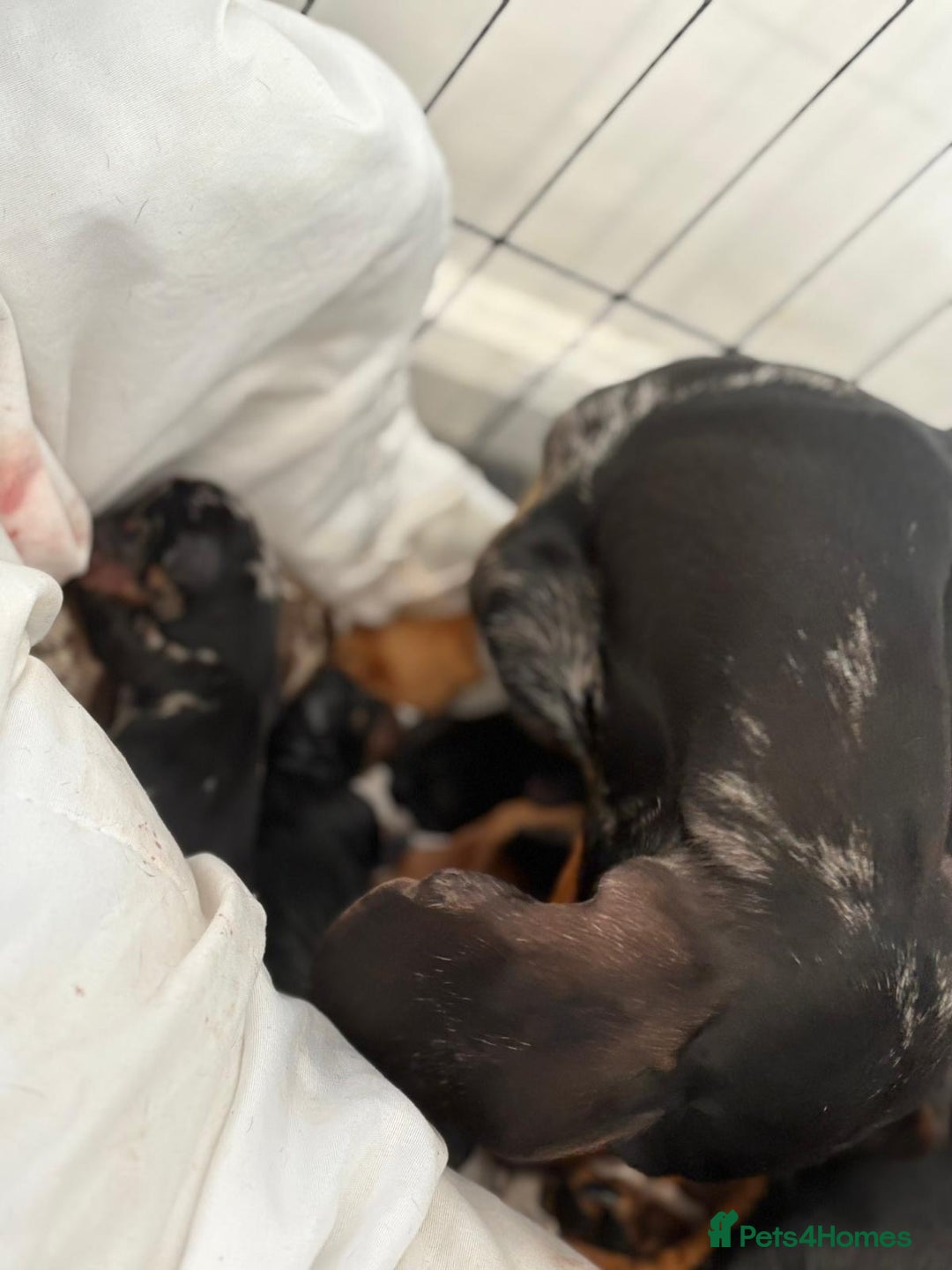 Miniature Dachshund dogs for sale: Minature dachshund puppies - Image 2