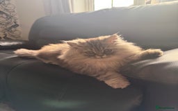 Persian cats for sale: Now Reduced!Persian mix kittens ( see description) - Image 3