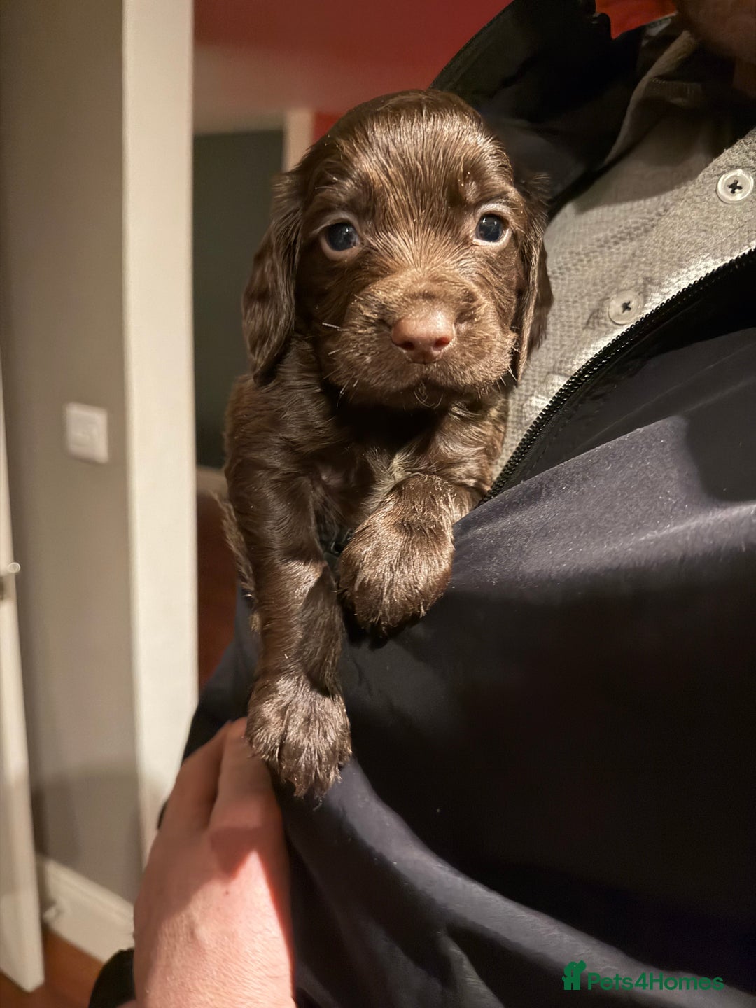 Cocker Spaniel dogs for sale: KC Registered Working Cocker Spaniels  - Advert 21