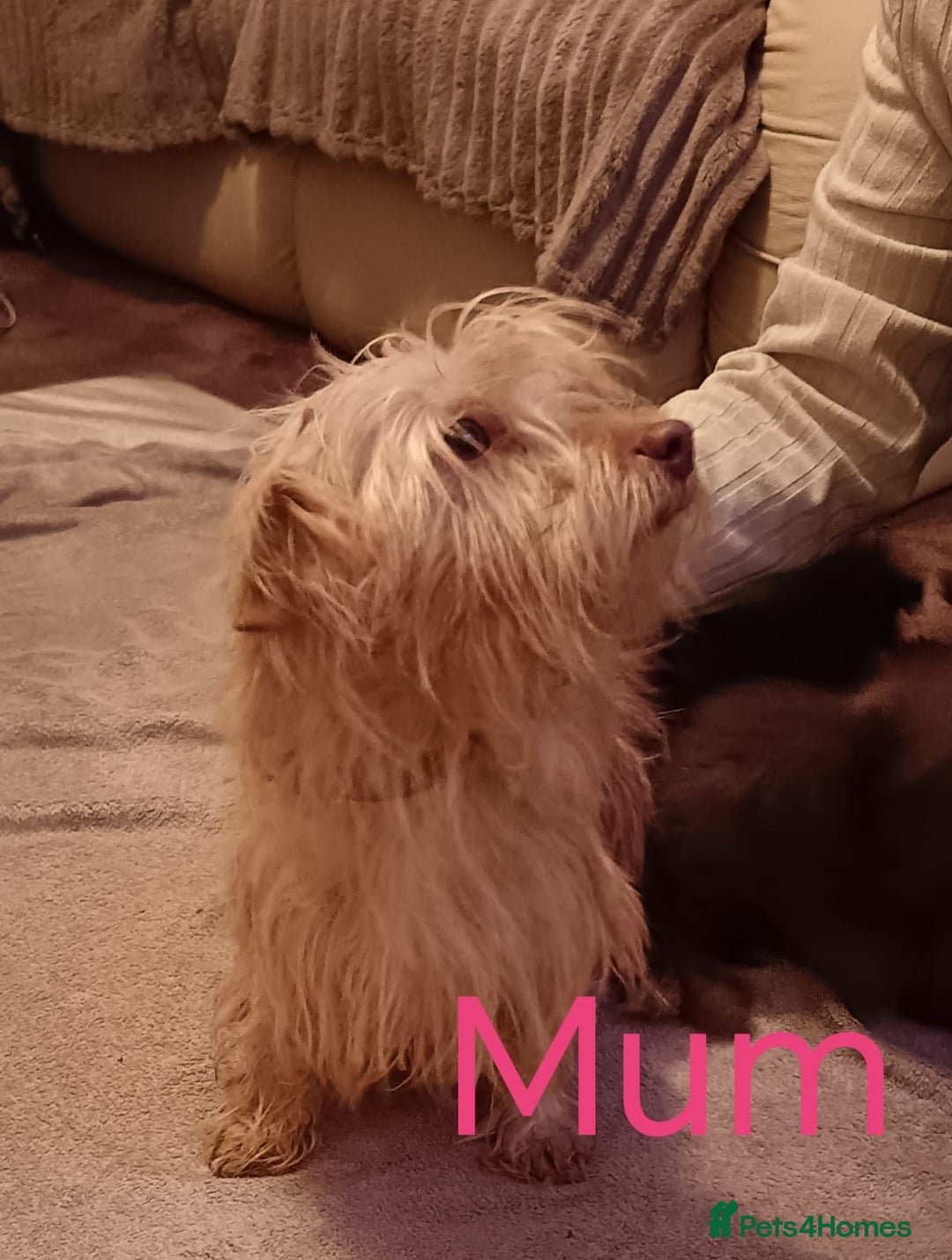 Norfolk Terrier dogs for sale: Norfolk Terrier Puppies - Advert 11