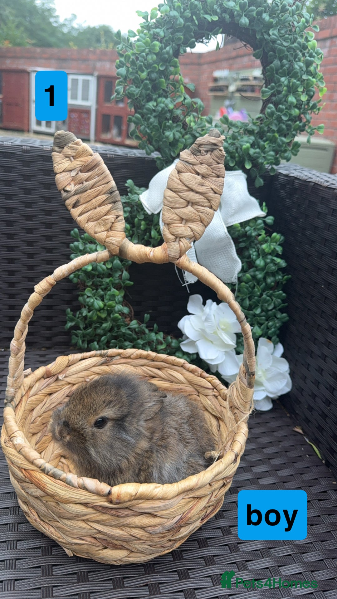 Mixed Breed rabbits for sale: 5 baby rabbits looking for thier forever home - Image 1