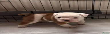 English Bulldog 3