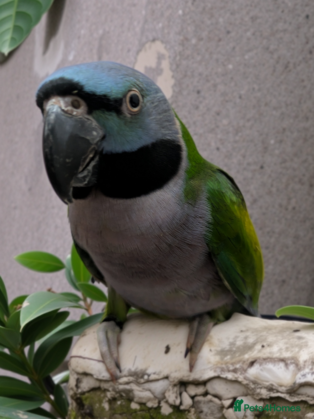 Parakeets birds for sale: Chinese Parakeet Derbyan Parakeet friendly - Advert 20