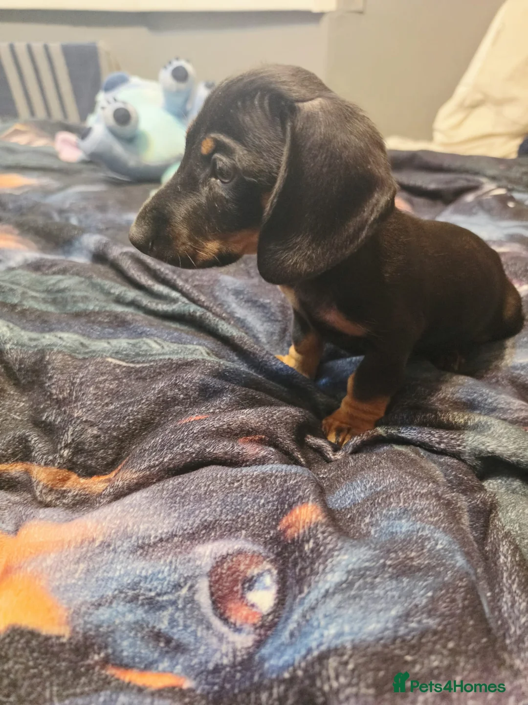 Dachshund dogs for sale: Mega cute half long haired dachshund puppies  - Advert 2
