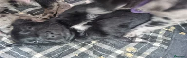Mixed Breed Puppy 2