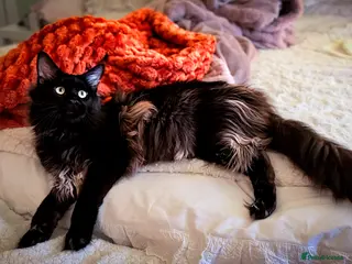 Maine Coon cats GCCF/TICA XL KING-SIZE STUD - Advert 6