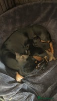 Miniature Dachshund dogs Miniature Dachshund Puppies - Advert 7