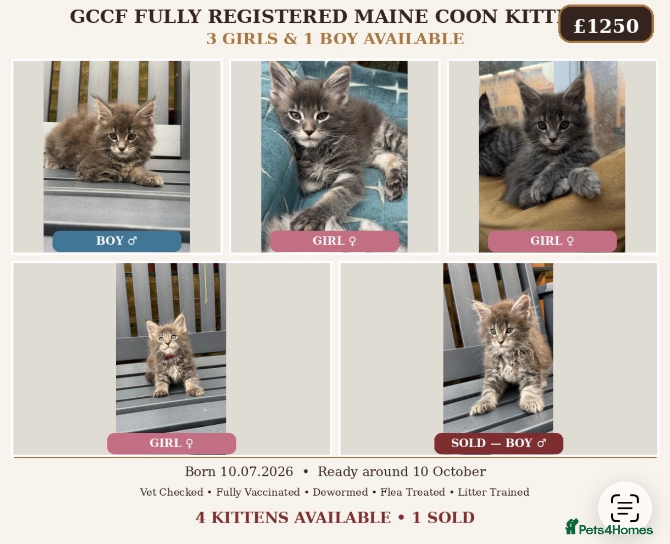 Maine Coon cats GCCF Fully Registered Maine Coon Kittens  - Advert 5