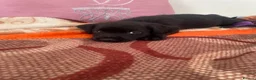 Mixed Breed dogs for sale: Cocker spaniel x Jack Russell in Doncaster - Advert 5