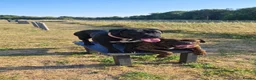 Mixed Breed dogs for sale: Cane corso/ mastiff pups  - Advert 2