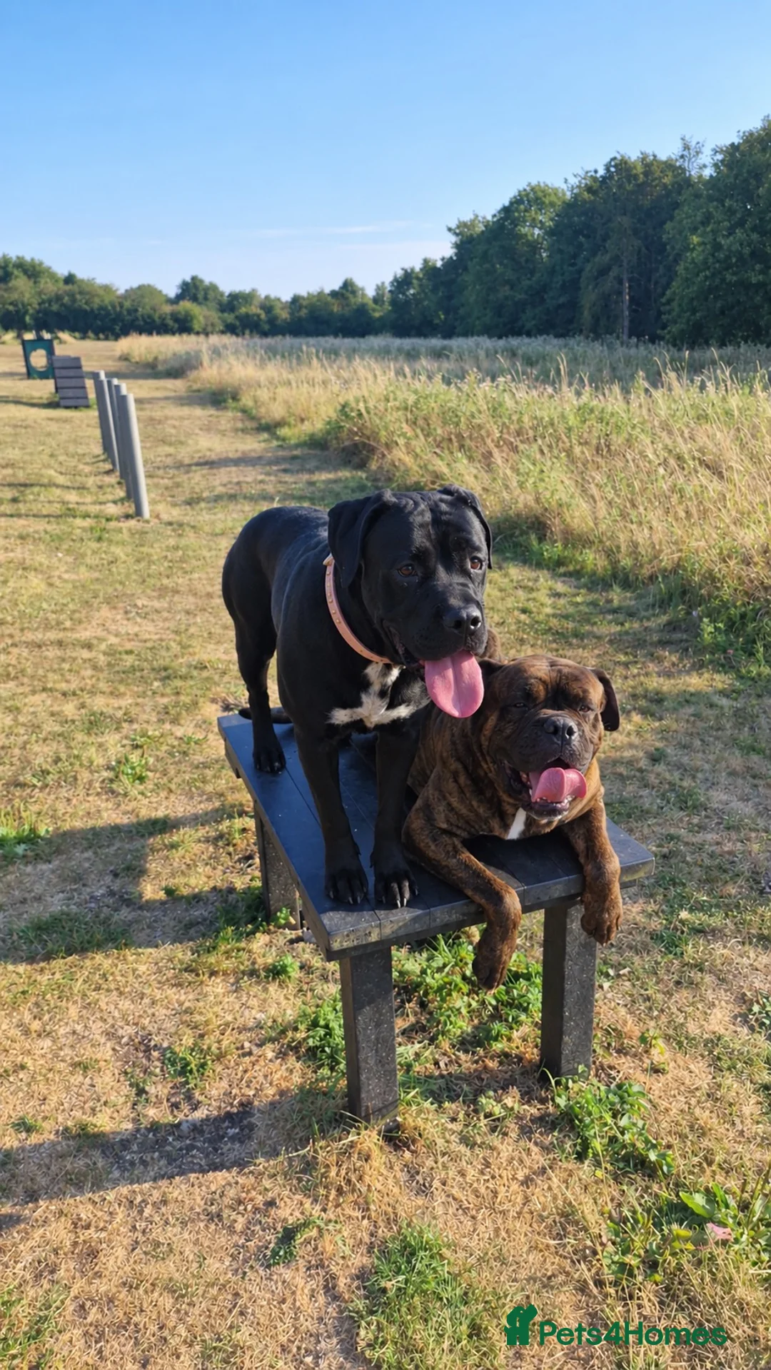 Mixed Breed dogs for sale: Cane corso/ mastiff pups  - Advert 2