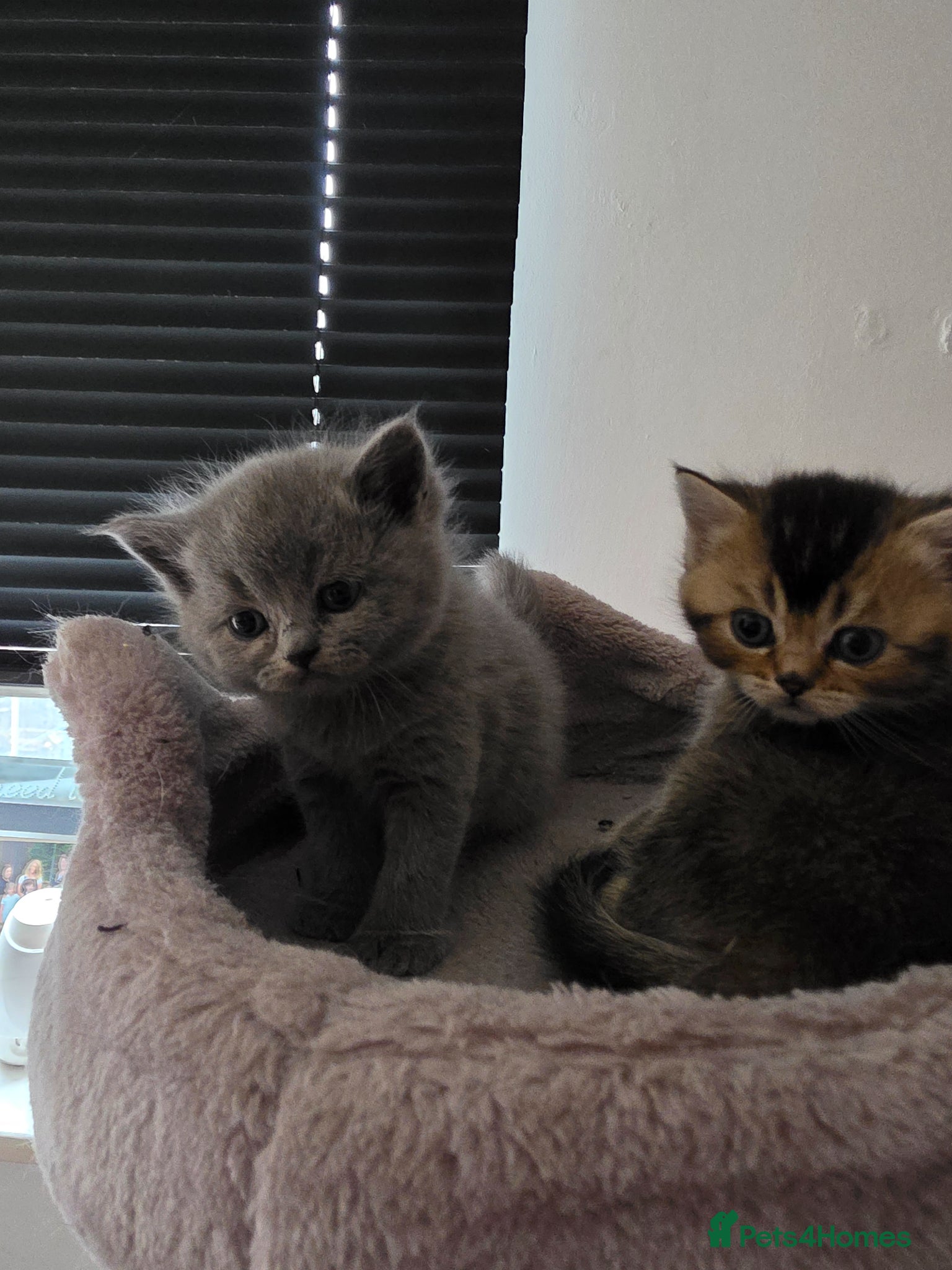 Scottish Fold cats for sale: Scottich straight/fold - Advert 1