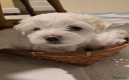 Bichon Frise dogs for sale: Beautiful Bichon Maltese puppies - Image 4