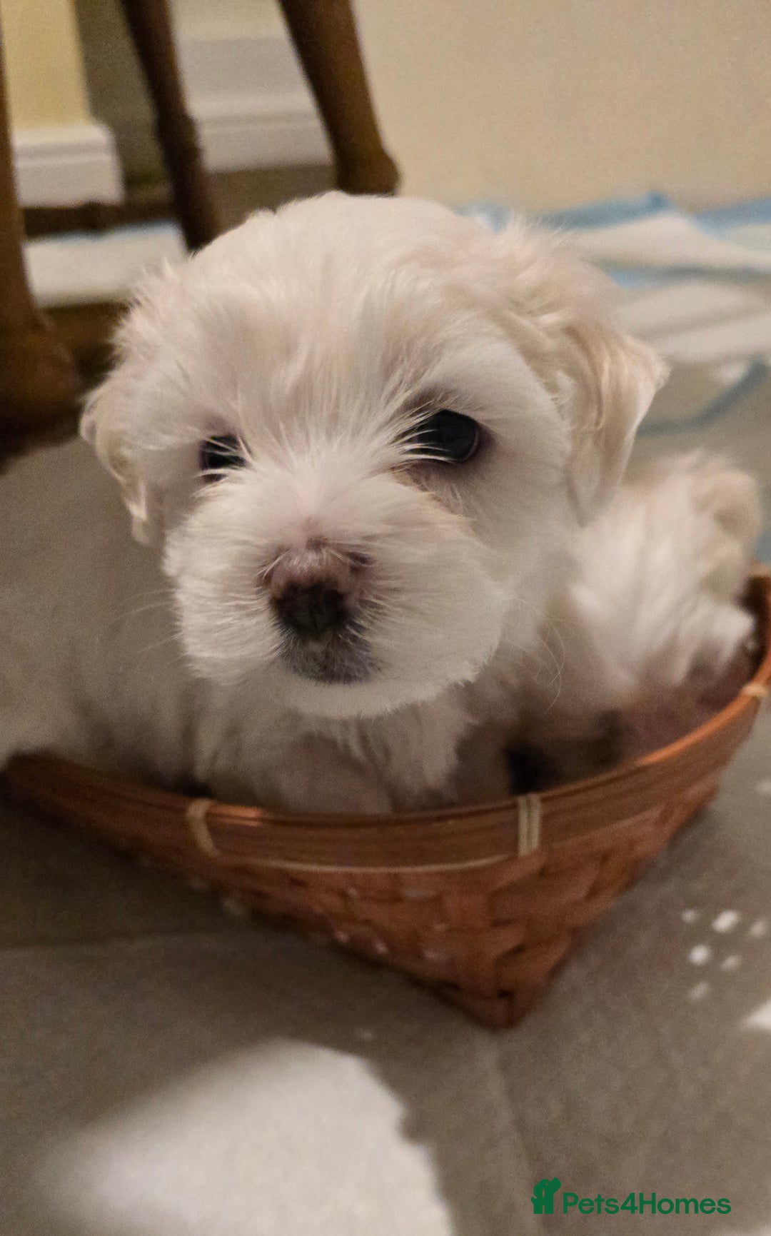 Bichon Frise dogs for sale: Beautiful Bichon Maltese puppies - Image 4
