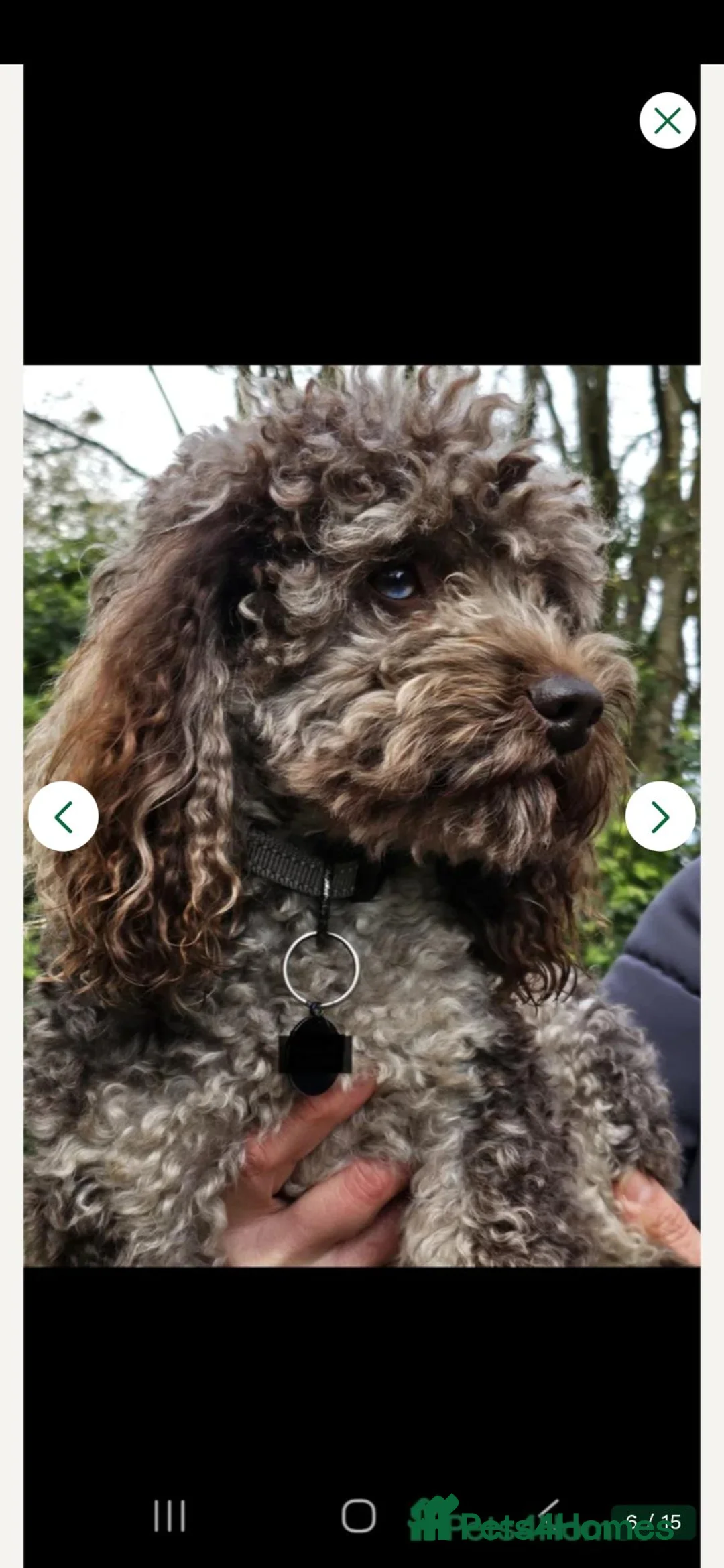 Cavapoo dogs for sale: 2 beautiful cavapoo babies ready for Halloween  - Advert 7