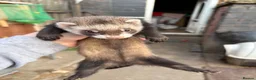Ferret rodents for sale: Polecat kits  hobs and Jill’s  - Advert 3