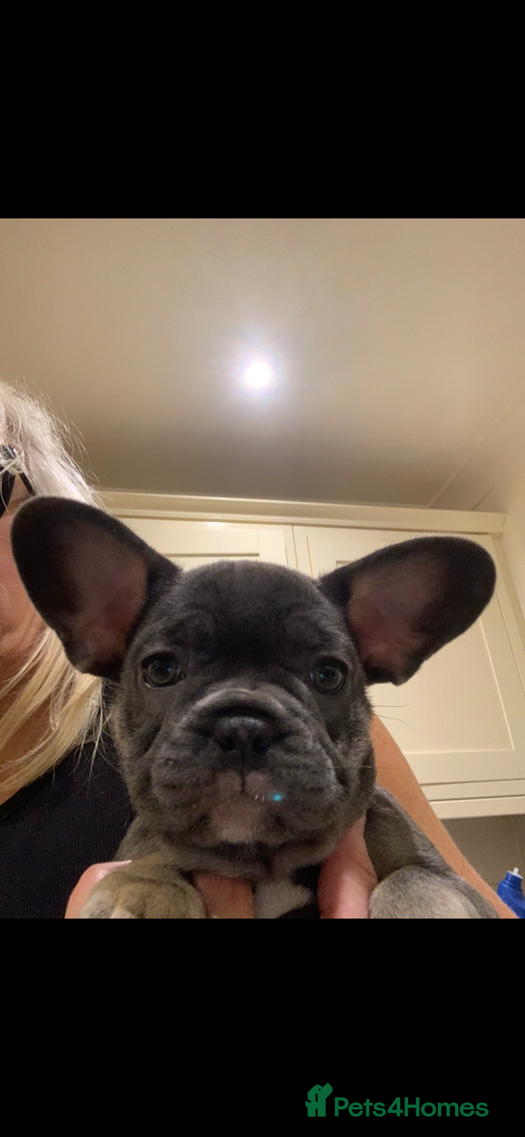 French Bulldog dogs for sale: Beautiful French Bulldogs  - Advert 14